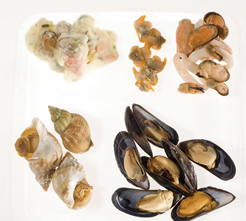 mollusques